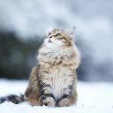  Catelutza, - -  15  2016    