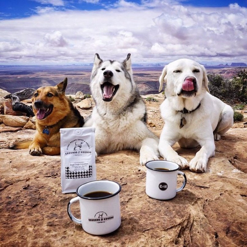 Волчья собака Локи, чья жизнь полна приключений - 4