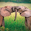 ���� Aleks, ����� ������� - ��������� 13 ������� 2015 � ������ �Elephants�