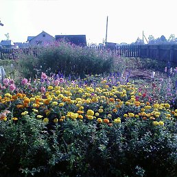 ��������, �����, 52 ����