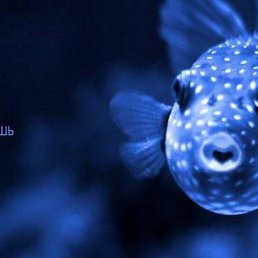  Taisiya, , 52  -  21  2016