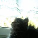 ���� ��������, �����-���������, 72 ���� - ��������� 27 ������� 2015 � ������ ������ ��������