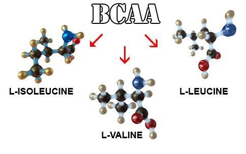 BCAA   ,  ,     ,   ? BCAA  ...