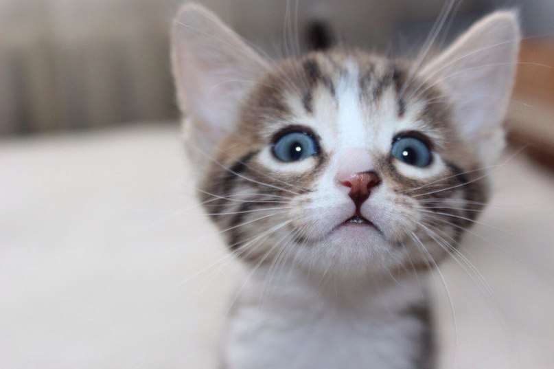 Где мои вкусняшки ?!)