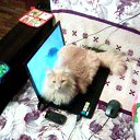 ���� ��������, ������, 62 ���� - ��������� 16 ������� 2016 � ������ ���� ����������