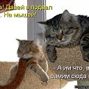 ���� ���������, ��� - ��������� 8 ������� 2015 � ������ ������ ��������