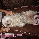 ���� Slobodan, �������, 71 ��� - ��������� 2 ������� 2016 � ������ ���� ����������