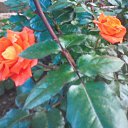 ���� �����, ����� - ��������� 12 ������� 2015 � ������ ���� ����������