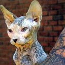 ���� �������, ������������ - ��������� 25 �������� 2015