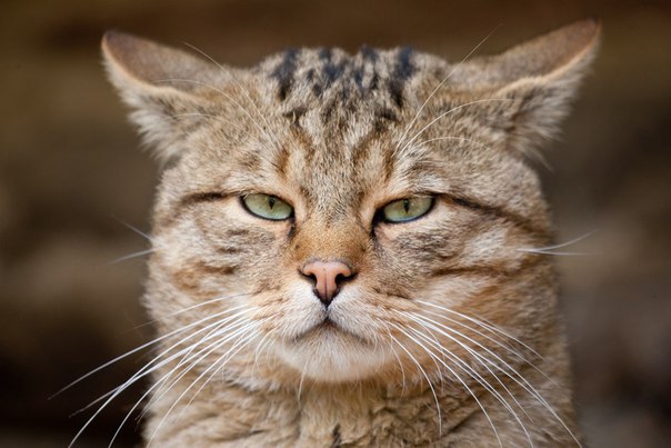 ������ �����. ������ ����� (���. Felis silvestris), ����� ���������� �����, � ����� ����������� ...