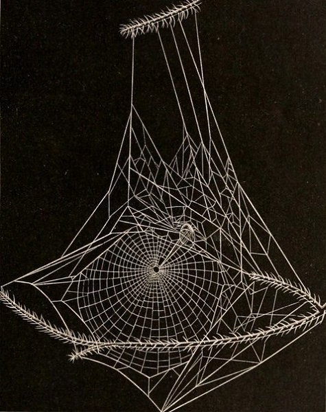 American Spiders and Their Spinningwork by Henry McCook (1889). - 5