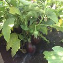 ���� ��������, ��������, 67 ��� - ��������� 14 ������� 2015 � ������ ���� ����������