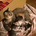 ���� T�����, ������, 63 ���� - ��������� 6 ������� 2015 � ������ ���� ����������