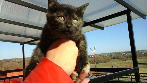  #_ #@catism #@catism.     ,   ... - 3