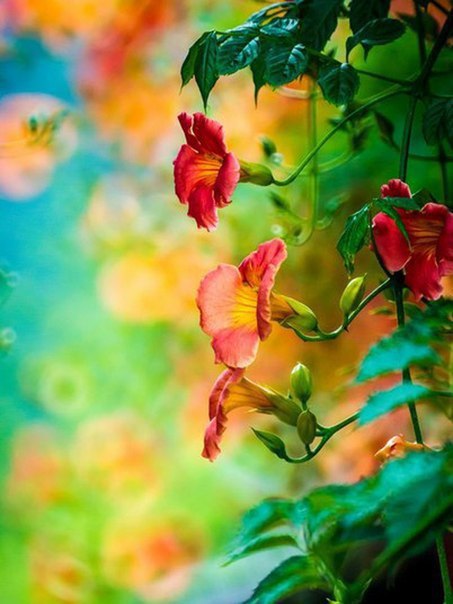 �����, ������� �� ��������, ������� �������, �������� �� ����� �� ������ ����� �����. � ������� ... - 2