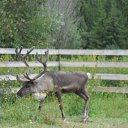 ���� ��������, �����, 60 ��� - ��������� 24 ������ 2015 � ������ ���� ����������