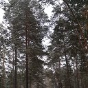 ������ ������ �� ������� ���� ����������