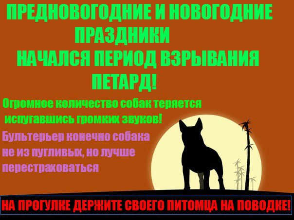 Английский бультерьер. - 30 декабря 2015 в 16:31