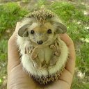 ���� ���������, ������ - ��������� 31 ������� 2015 � ������ ���� ����������