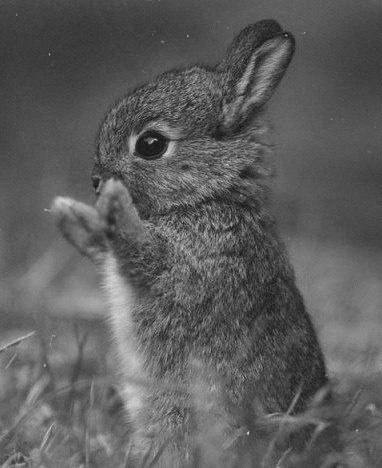 Любители животных - 9 октября 2015 в 11:53 - 2