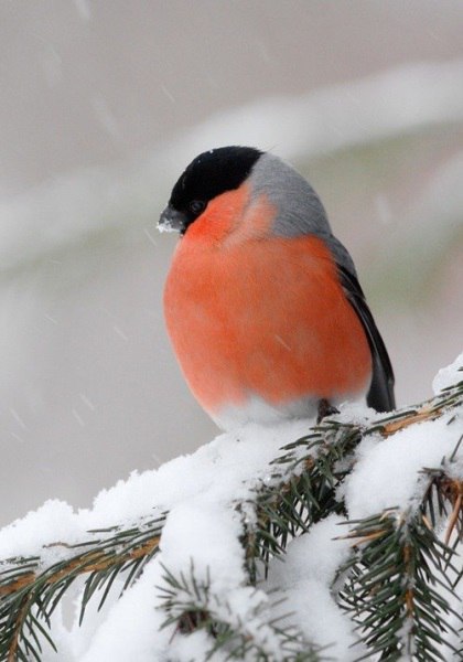 ����� ������� - 28 ������� 2016 � 04:07 - 6