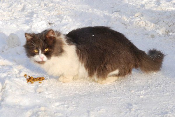 Москва, Подмосковье, Ступино.! Котик и кошечка живут на улице! Нужен дом!Вот эти чудные создания ... - 2