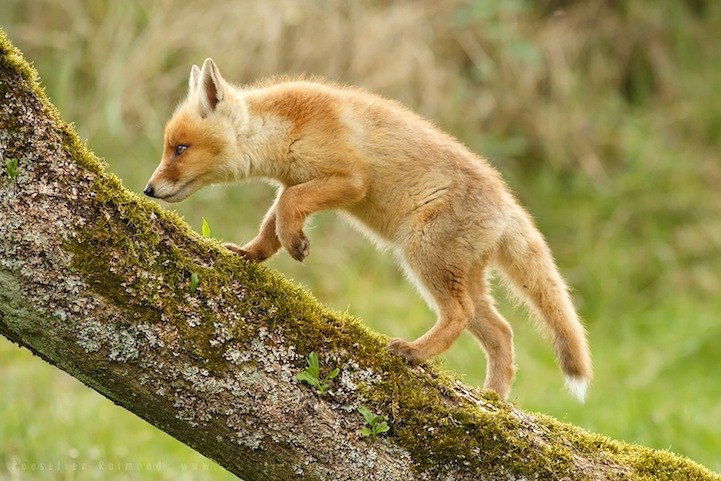 Roeselien Raimond. - 4