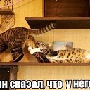 ���� �������, �������, 56 ��� - ��������� 4 ������� 2015 � ������ ������������