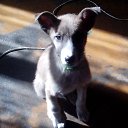  , -, 51  -  23  2015    