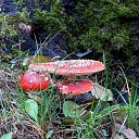 ���� �����, �����, 64 ���� - ��������� 9 ������ 2015 � ������ ��������� ����. 25.10.2015�