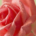 ���� ����� �����������, �����, 47 ��� - ��������� 1 ������ 2015 � ������ ���� ����������