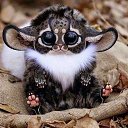 ���� �����, �����������, 61 ��� - ��������� 15 ������ 2015 � ������ ���� ����������