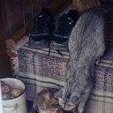 ���� �����, �����, 39 ��� - ��������� 16 ������ 2016 � ������ ������ ��������