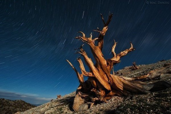 Самые старые деревья на планете. Национальный парк Грейт-Бейсин (Great Basin National Park), Невада, ... - 3