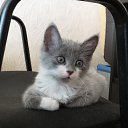 ���� ����, ��������, 38 ��� - ��������� 24 ������� 2015 � ������ ������ ��������