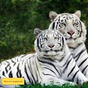 ���� �����, �����-���������, 38 ��� - ��������� 30 ������� 2015 � ������ ������ ��������