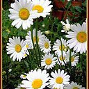 ���� ������..)), ������, 52 ���� - ��������� 15 ������� 2015 � ������ ���� ����������