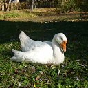 ���� �����, ������, 63 ���� - ��������� 25 �������� 2015 � ������ ���� ����������