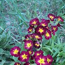 ���� ����, �������, 65 ��� - ��������� 24 ������ 2016