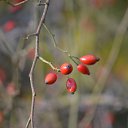 ����� �� ������� ���� ����������