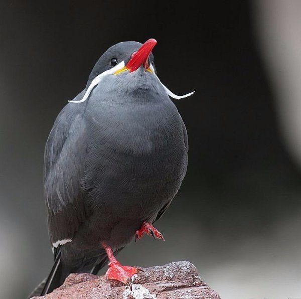 ��� ����� - ������-���� (���. Larosterna inca) - 2