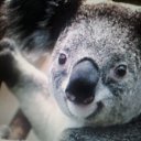 ���� �����, ��������� - ��������� 5 ������� 2015 � ������ ���� ����������