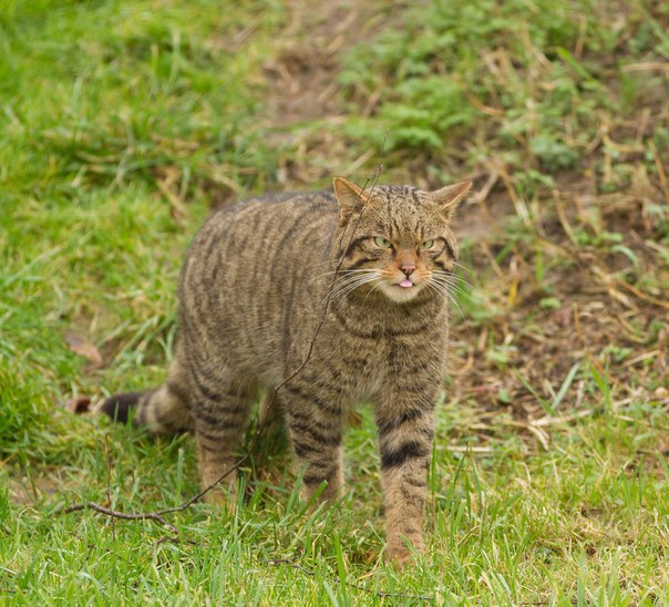 ������ �����. ������ ����� (���. Felis silvestris), ����� ���������� �����, � ����� ����������� ... - 2