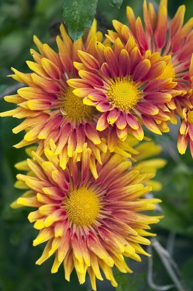 Живая природа - 10 декабря 2015 в 11:15 - 4