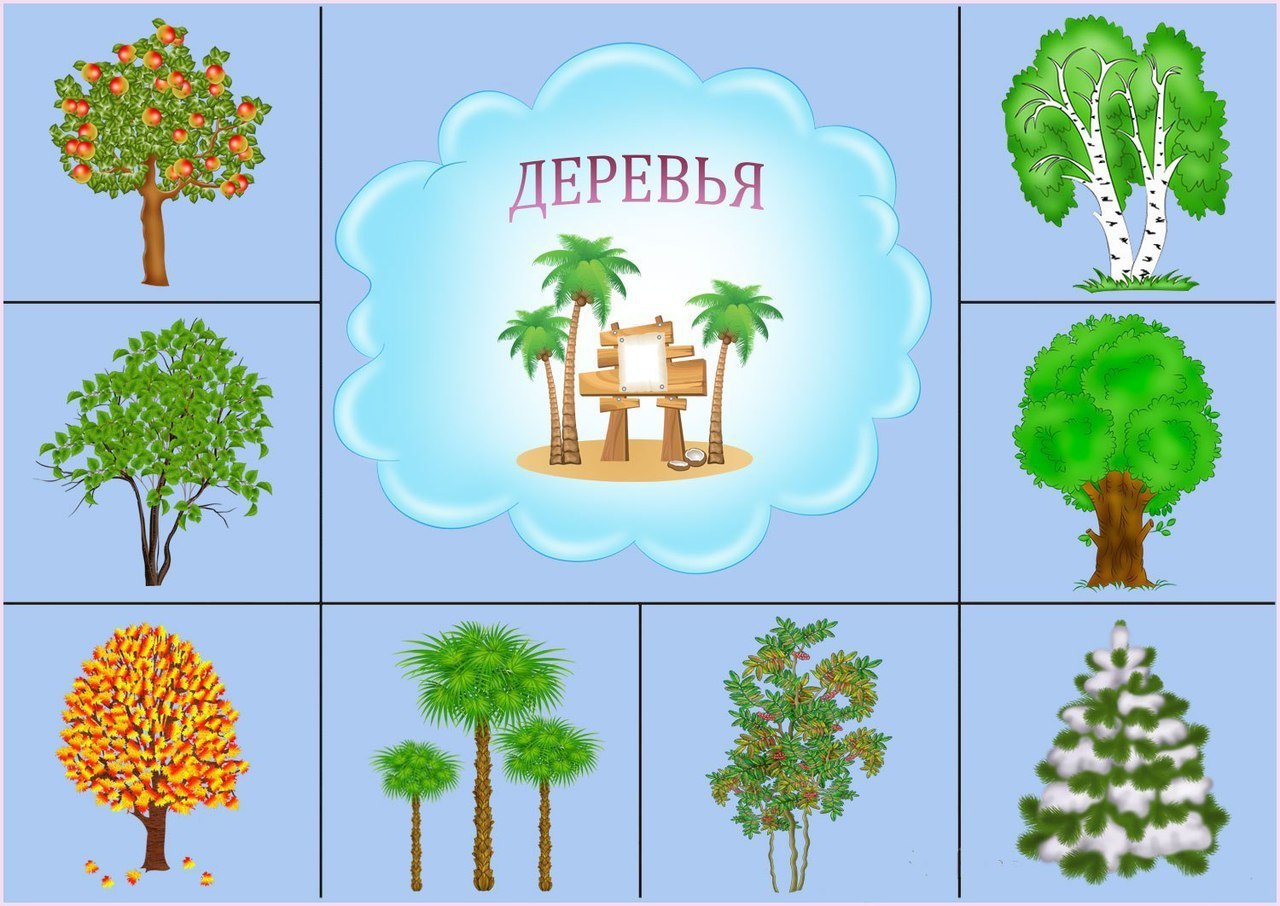 Карточки п. Карточки деревья для детей дошкольного возраста. Деревья в ДОУ. Детям ДОУ О дереве. Дерево для детей средней группы.