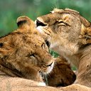 ���� �����, �����-��������� - ��������� 25 ������� 2015 � ������ ������ ��������