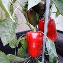 ���� �����, ������ - ��������� 1 ����� 2016 � ������ ���� ����������