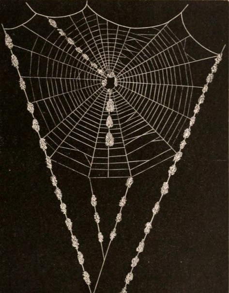 American Spiders and Their Spinningwork by Henry McCook (1889). - 4