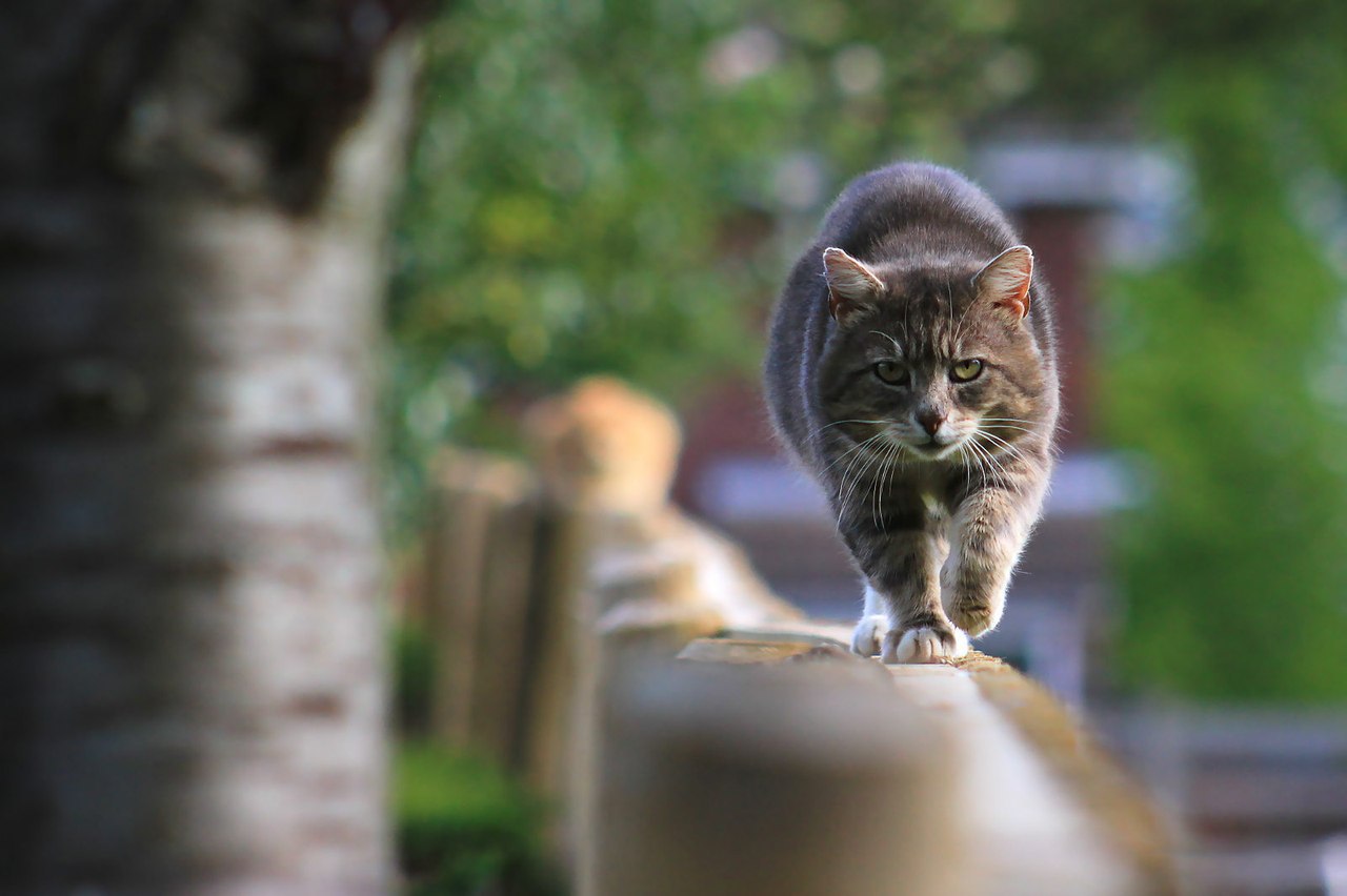 Фотографии пошли. Кот идет. Котенок шагает. Кот идет по дороге. Кошка идет вперед.