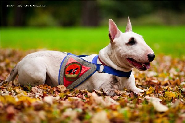 Канистерапия.От лат. «canis» канис — собака, анг. Therapy dog — терапия с использованием собак — ...